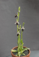 Ophrys balearica